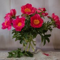 Пионы :: Елена Ахромеева Пионы :: Елена Ахромеева