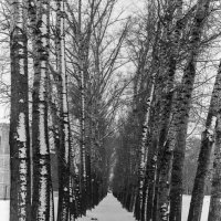 В зимних тополях! :: Михаил Соколов