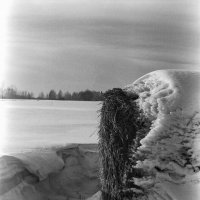 В зимнем поле. :: Михаил Соколов