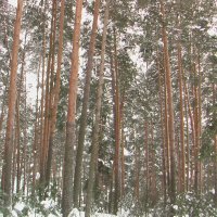 Деревья :: fogmeadowww m