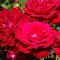 Магия алых роз "Огненные сердца!" :: Нина Андронова Магия алых роз "Огненные сердца!" :: Нина Андронова