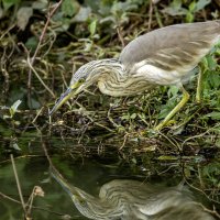 Жёлтая цапля. :: Alexander Amromin