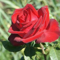 С праздником друзья! :: сергей ермошкин