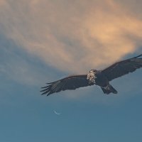 Природа жестока :: Svetlana Galvez