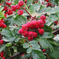 после дождя :: Елена Шаламова