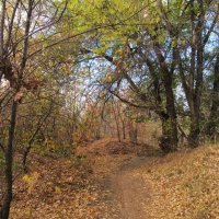 осенними тропинками. листьями шурша :: Елена Шаламова