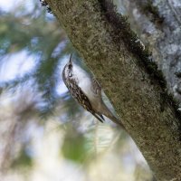 пищуха :: юрий макаров пищуха :: юрий макаров