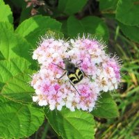Восковик :: Лариса С. Восковик :: Лариса С.