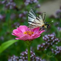 Душа, она, как бабочка, стоит ее чуть согреть, как она просыпается и начинает порхать :: Наталья Димова