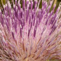 Краски лета. Цветок чертополоха. :: Алексей Трухин