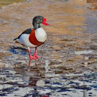 ... :: Анастасия Смирнова