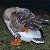 ... :: Анастасия Смирнова