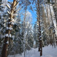 деревья на снежном склоне :: Владимир 