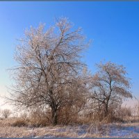 Зима. :: Александр. AVG100 ---