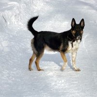 На прогулке... :: Freddy 97