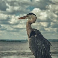 Цапля на набережной! :: Сергей В