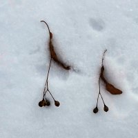 *** :: Валентина Береснева