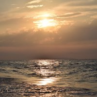 Природа Крыма :: Amazing Cosmea