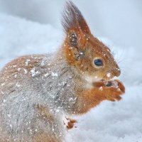 в снегопад... :: Andrey Bragin в снегопад... :: Andrey Bragin