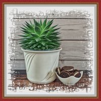 Kaktus :: Jakob Dick Kaktus :: Jakob Dick