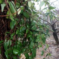 Февральский дождь :: Наталья 