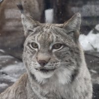 Рысь :: <<< Наташа >>>