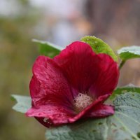 Мальва :: Дарья Шуклина