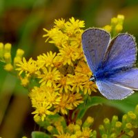 опять про бабочек...444 :: Александр Прокудин