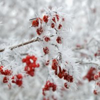 Калина в инее... Ах, эта сказка белая... :: Надежда Куркина Калина в инее... Ах, эта сказка белая... :: Надежда Куркина