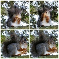 Белки городского парка. :: Милешкин Владимир Алексеевич 