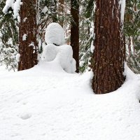 Зимний лес :: Милешкин Владимир Алексеевич 