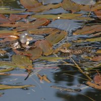 серенада :: Всеволод 