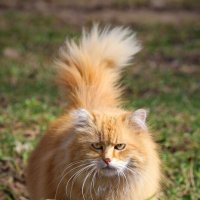 Летящей походкой... :: Татьяна Бравая