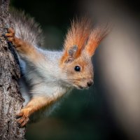 А орешек дашь? :: Александр К.