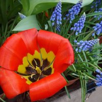 Тюльпан с мускариками :: Лидия Бусурина Тюльпан с мускариками :: Лидия Бусурина