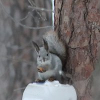 *** :: Любовь Сахарова