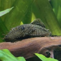 Сомик :: Мариша 