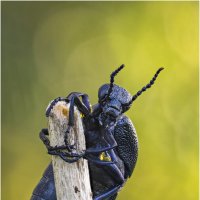 Жук Майка (Meloe). :: Александр Григорьев