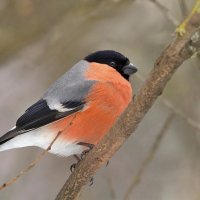 ... :: Вячеслав Минаев ... :: Вячеслав Минаев