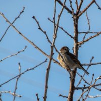 Воробьишка :: Sergei Vikulov