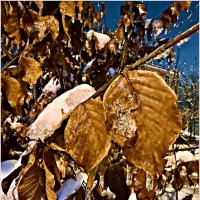 Ледяной дождь. :: Валерия Комова