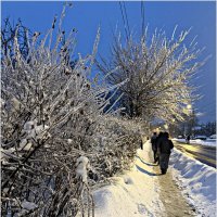 Ледяные кусты. :: Валерия Комова