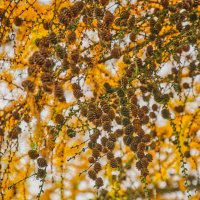 Лиственница :: Jakob Dick