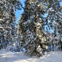 заснеженном лесу :: Владимир заснеженном лесу :: Владимир