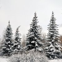 Зимы прерасные моменты :: Сергей М 