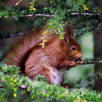 Да орешки всё грызет, :: Андроник Александр Да орешки всё грызет, :: Андроник Александр