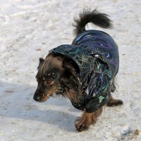 Что-то ноги у меня заплетаются.. :: Светлана Что-то ноги у меня заплетаются.. :: Светлана