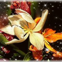 *** *** :: Валентина Надсон