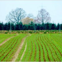 ПОЛЕ... :: Elvira E. 