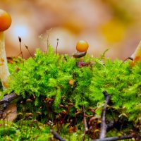 ***** :: Виталий Емельянов